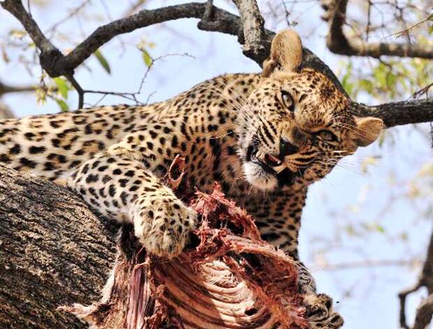 Видео из жизни леопардов — убить и быстро утащить на дерево, пока другие не заметили!