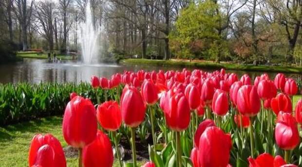 Кекенхоф - живописные места с цветущими тюльпанами
