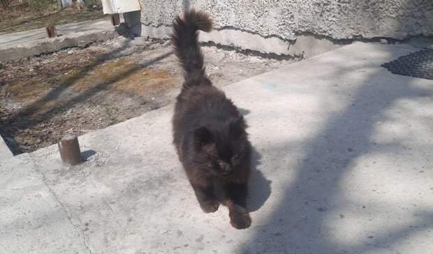 На Сахалине бездомный кот сам приходит в ветклинику на ежегодный осмотр