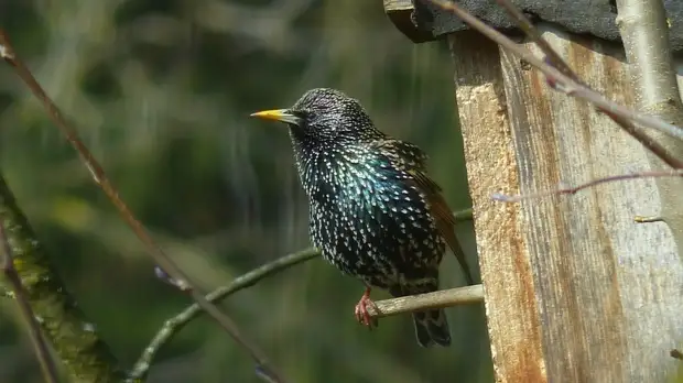 Жительница острова Англси сообщила об обнаружении сотни мёртвых скворцов