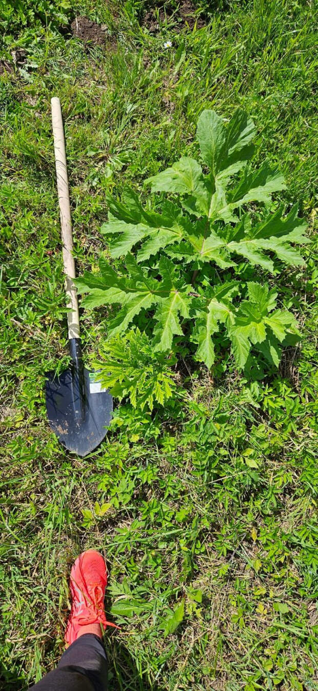 Жители Московского района пожаловались на заросли борщевика. Посмотрите, где стоит быть осторожнее
