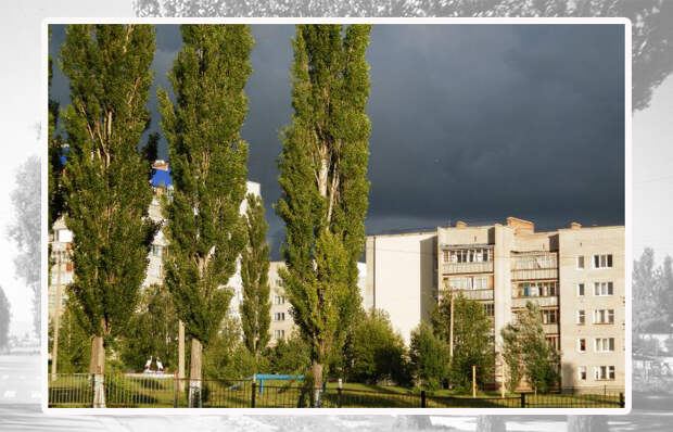Тополя.