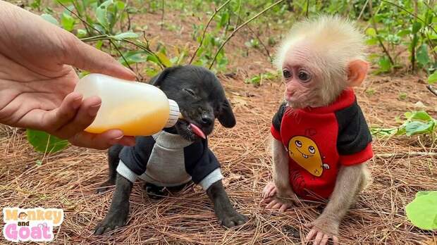 Спасенная обезьянка стала лучшим другом всех животных