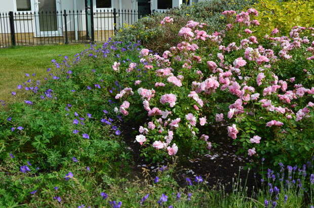 Bonica 82 любимый цветок английских садовников. Фото автора