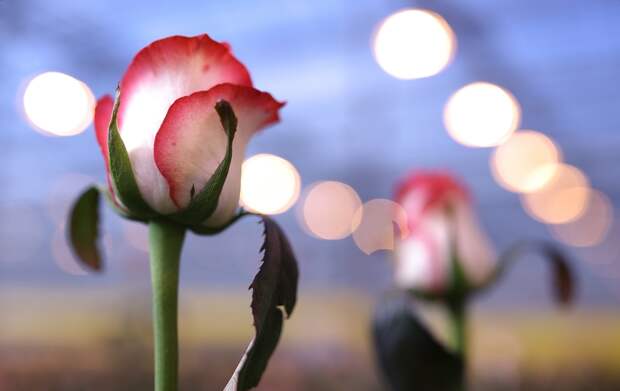 Россиянин объяснил внезапный порыв подарить незнакомке охапки из 40 роз у реки Половинка