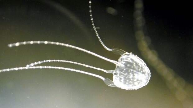 Крошечных медуз ируканджи стоит опасаться гораздо больше, чем акул интересное, мировой океан, океан, факты