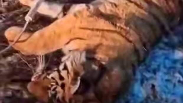Пойманный тигр / Кадр из видео: Amur Mash