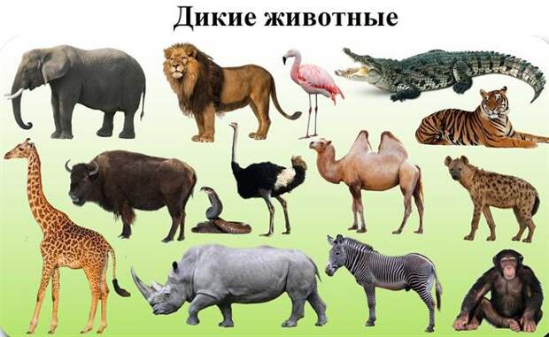 Картинки дикие и домашние животные 1 класс