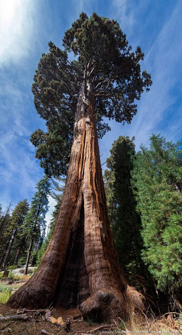 Национальный парк Секвойя (Sequoia National Park)