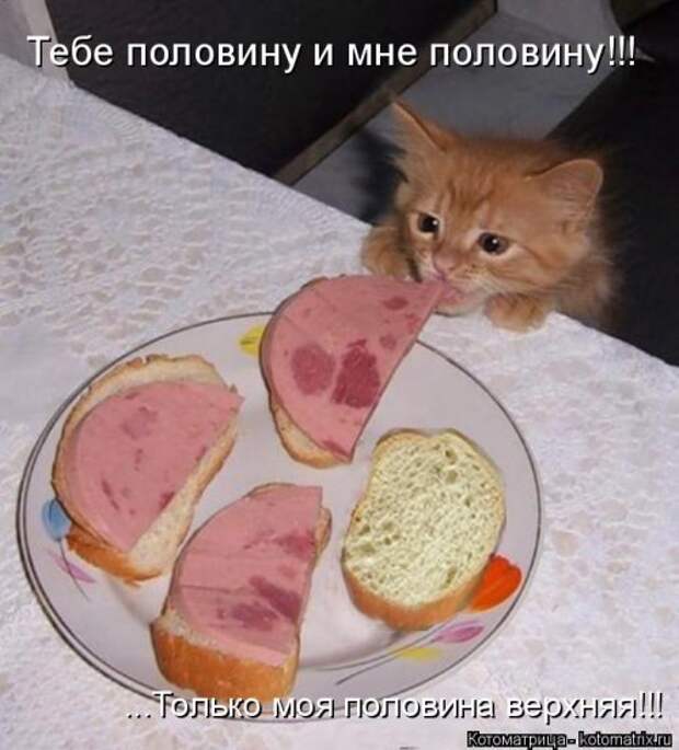 Новая котоматрица (30 фото)