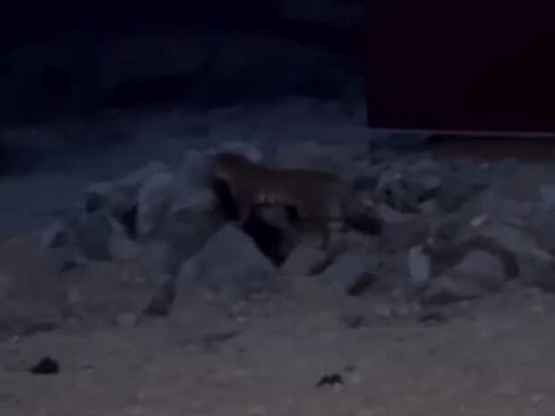 Утащил на глазах у людей: тигр совершил жестокое нападение в Приморском селе