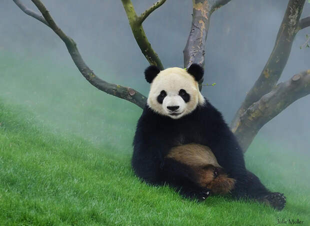 50 панд, на которых можно смотреть бесконечно