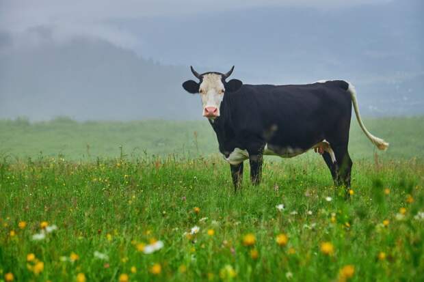 Онищенко раскритиковал снижение нормы белка в новом ГОСТе на творог