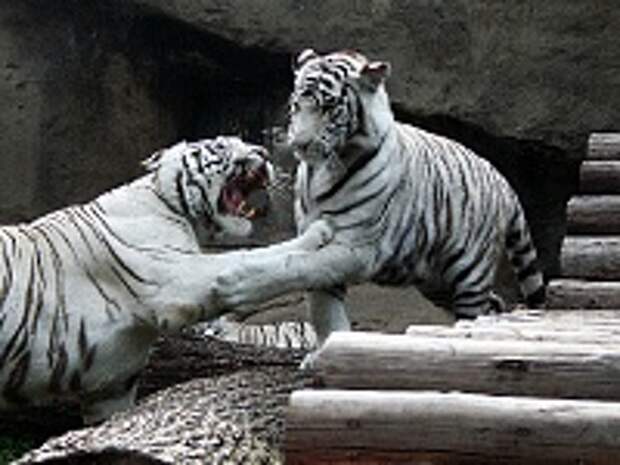 Белые тигры 26