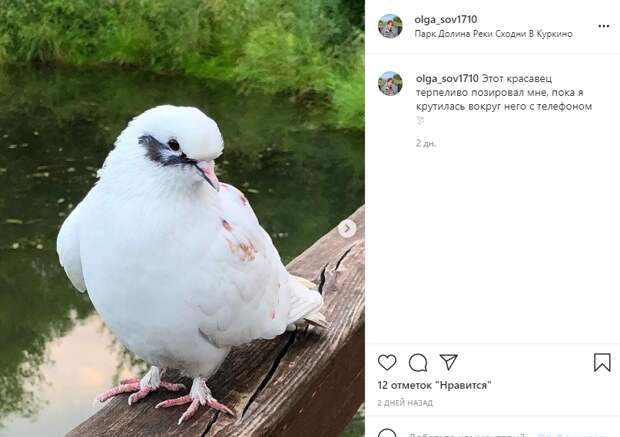 Фото дня: фотогеничный голубь