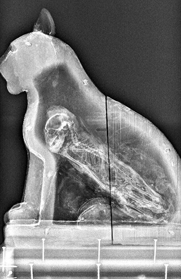 Рентгеновский снимок египетского саркофага с мумией кошки внутри