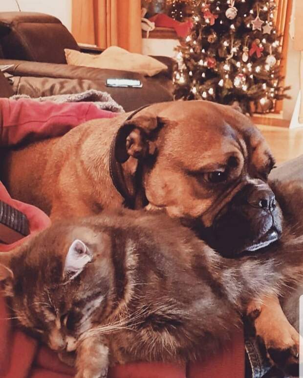 Настоящий актер: капризный пес устроил «спектакль» прямо на улице, переполошив людей