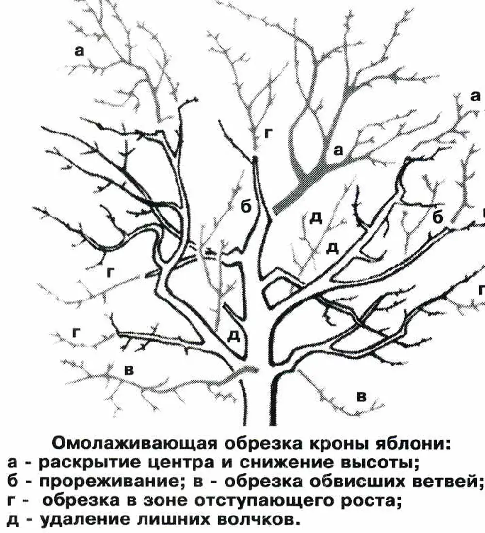 Когда нужно обрезать яблоню. Схема омолаживающей обрезки яблони. Схема обрезки плодовых деревьев весной. Обрезка старой яблони осенью. Обрезка плодовых деревьев весной яблони.