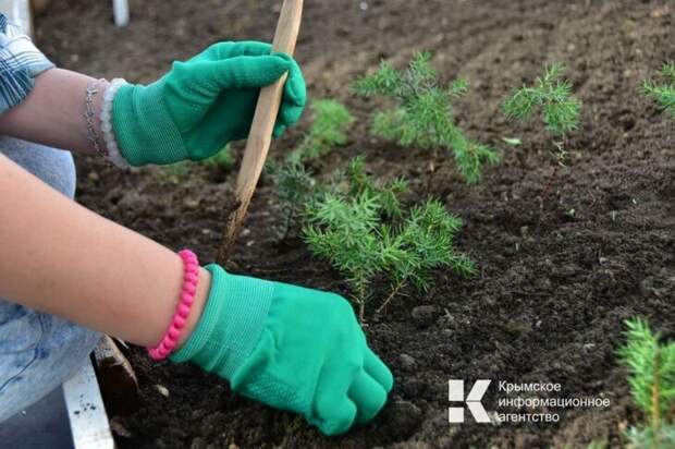 Ярмарка по продаже саженцев в Симферополе откроется по новому адресу