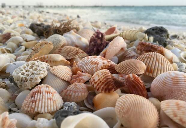 Откуда на пляжах берутся ракушки?