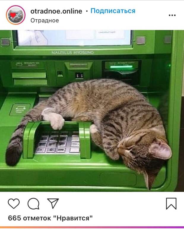 Фото дня: кот уснул на банкомате в Отрадном