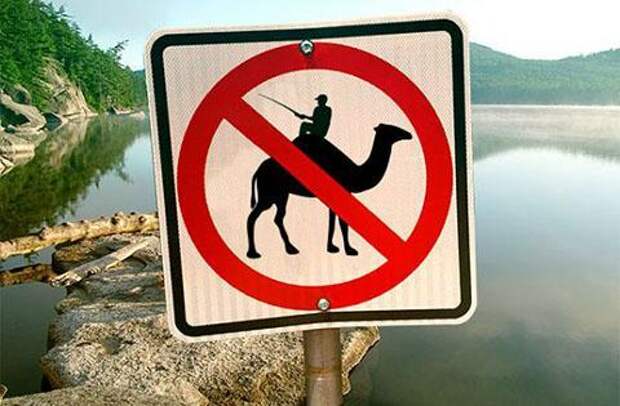 В США запрещено рыбачить, сидя на верблюде (Айдахо).