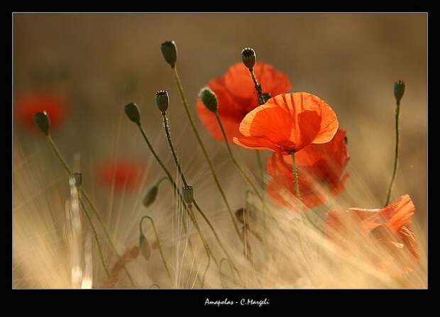 Amapolas / poppies