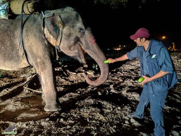 Слониха, познавшая человеческую жестокость, учится жить заново дикие животные, история, история спасения, слон, слоны, спасение животных