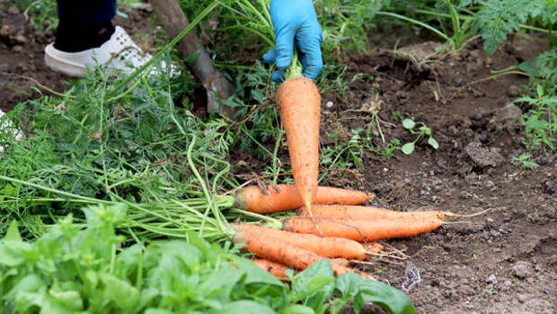 Забудьте о «рогатой» моркови: 5 золотых правил посева идеальных корнеплодов