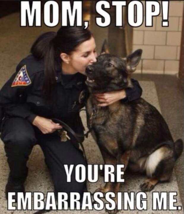 service dog memes always bring out the smiles 10 Service dog memes always bring out the smiles (40 Photos)