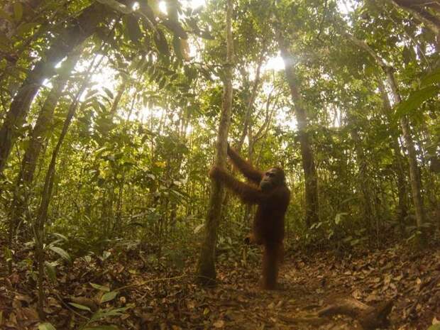 Орангутан нашел в лесу спрятанную камеру и начал делать селфи в мире, животные, камера, орангутан, природа, селфи, фото, фотоаппарат