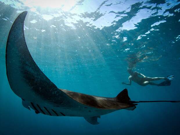 natgeowllpprs15 natgeowllpprs15 Обои для рабочего стола от National Geographic за апрель 2013