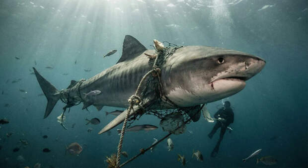 Останки древнейшей акулы-гиганта нашли в Австралии