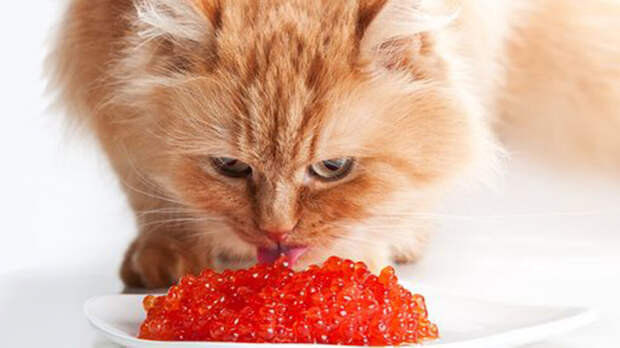 источник фото: cats-dog.blogspot.com
