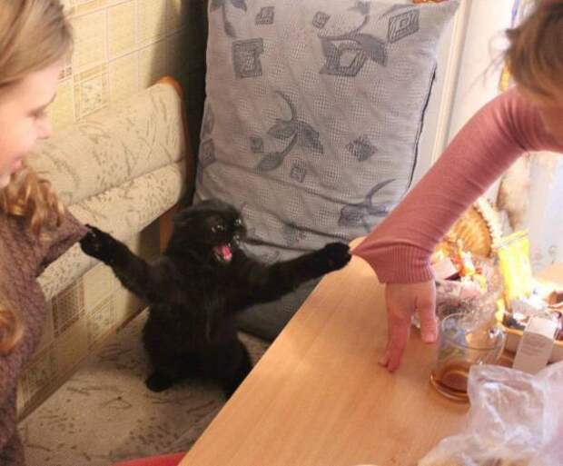 Котики