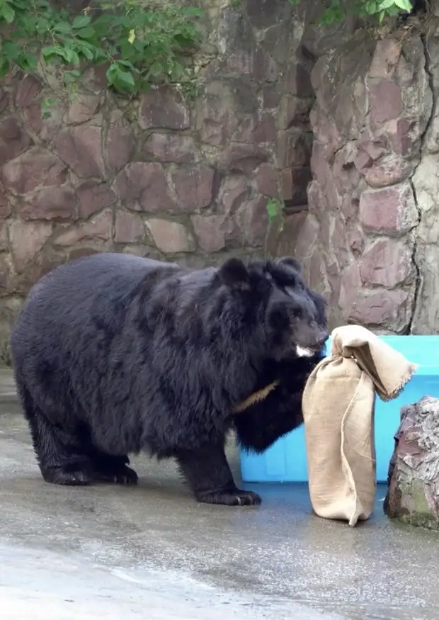 В центре столицы есть медведи, которые уже проснулись и скоро пойдут гулять