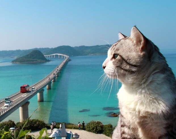 Фотогеничность зашкаливает: кот, который всегда замечательно выходит на снимках Нянкичи, животные, знаменитость, кот, фотогеничность, фотография, япония