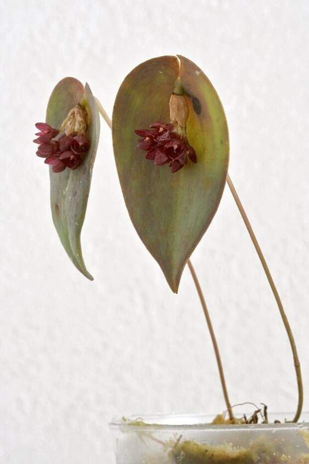 Pleurothallis nipterophylla Pleurothallis nipterophylla