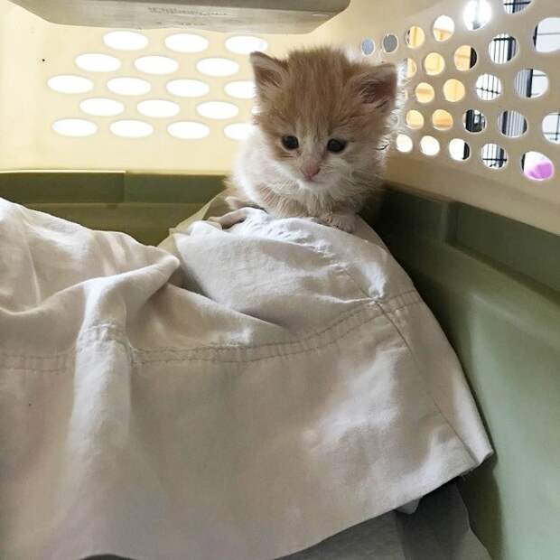 Котенок взаперти