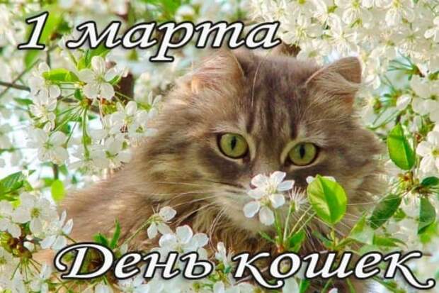 день-кошек-открытка