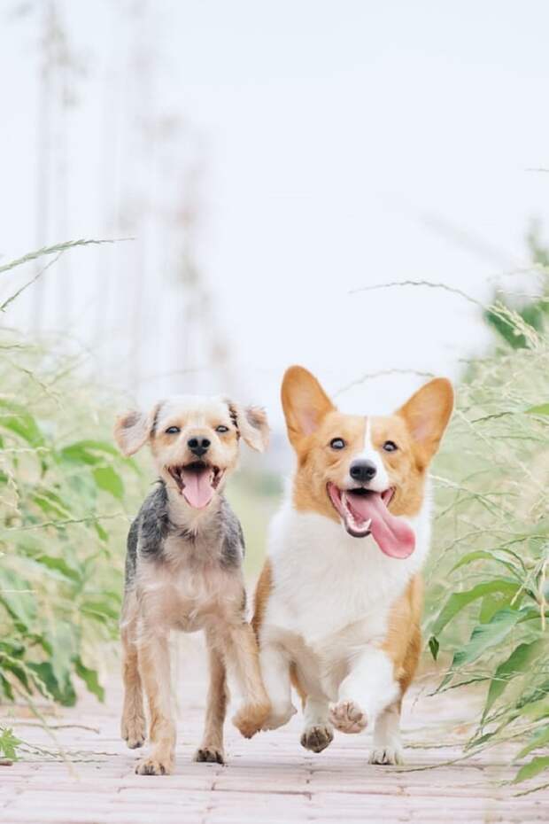 Веселые собаки