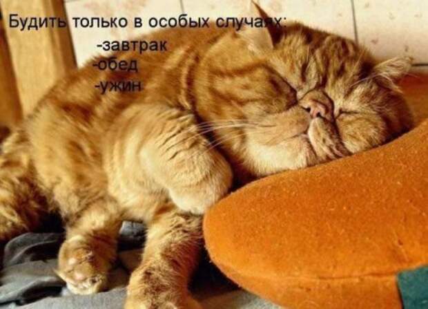 Прикольная котоматрица (22 шт)