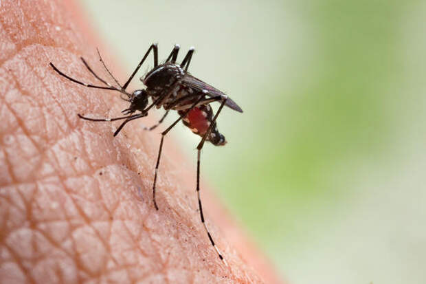 Даже укус комара может быть опасен!