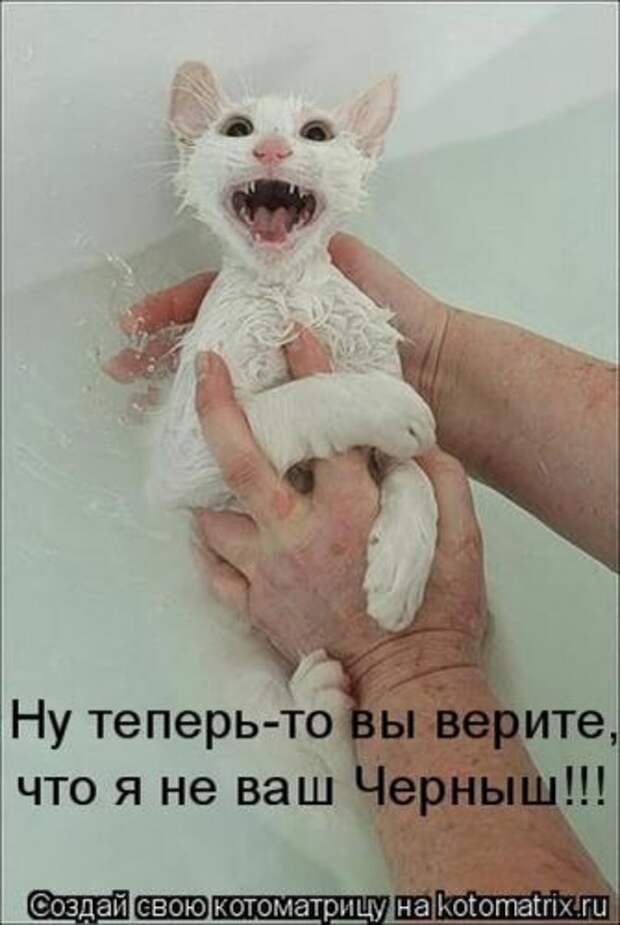 Забавные котоматрицы