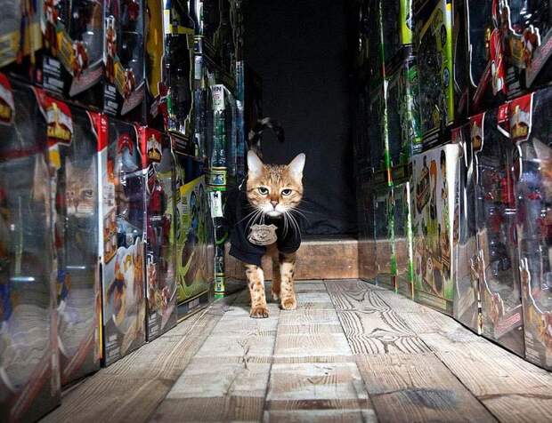 Служебные коты