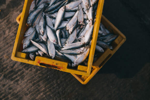 В какой рыбе меньше всего токсинов: почему не советуют брать крупную рыбу