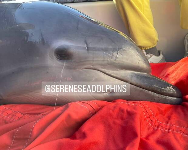 В Крыму с начала года  на берег выбросилось более 200 дельфинов