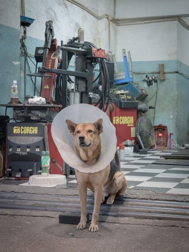 Фотографии собак в гаражах Гонконга