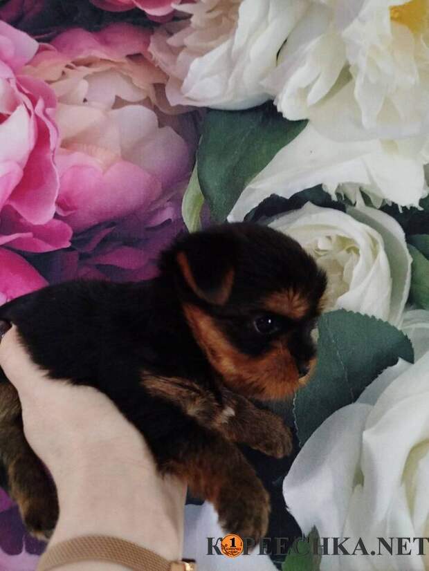 Яркая девочка Йорк терьера в Донецке - 35 000 руб