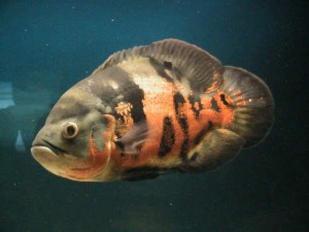 Astronotus ocellatus